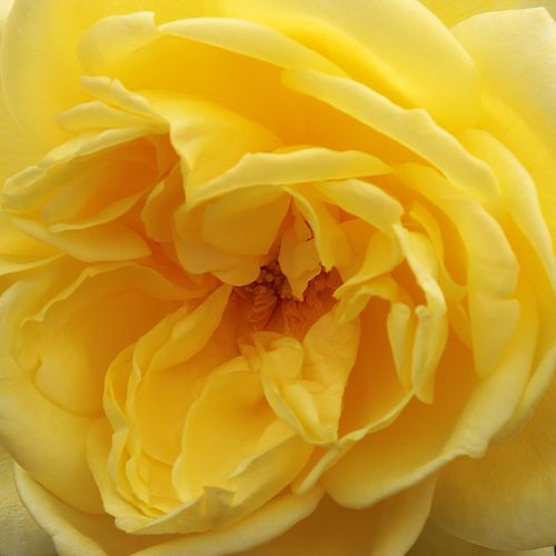 Rosa Casino - rosa de fragancia medio intensa - Árbol de Rosas Híbrido de Té - rosal de pie alto - amarillo - Samuel Darragh McGredy IV.- froma de corona llorona - Rosal de árbol con forma de flor típico de las rosas de corte clásico.